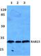 Ras-related protein Rab-23 antibody, PA5-37204, Invitrogen Antibodies, Western Blot image 