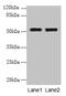 WD Repeat Domain 88 antibody, CSB-PA744395LA01HU, Cusabio, Western Blot image 