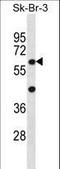 Syntaxin Binding Protein 3 antibody, LS-C161599, Lifespan Biosciences, Western Blot image 