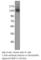 AXL Receptor Tyrosine Kinase antibody, AXL-101AP, FabGennix, Western Blot image 