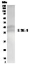 E74 Like ETS Transcription Factor 3 antibody, GTX21392, GeneTex, Western Blot image 
