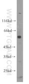 Caveolae Associated Protein 1 antibody, 18892-1-AP, Proteintech Group, Western Blot image 