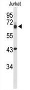 TLE Family Member 1, Transcriptional Corepressor antibody, AP54266PU-N, Origene, Western Blot image 