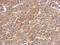 Serine/threonine-protein kinase PAK 6 antibody, NBP2-19685, Novus Biologicals, Immunohistochemistry frozen image 