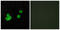 Proliferation And Apoptosis Adaptor Protein 15 antibody, LS-C119585, Lifespan Biosciences, Immunofluorescence image 