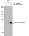 Ras antibody, PA5-78093, Invitrogen Antibodies, Western Blot image 