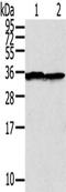 Syntaxin 3 antibody, CSB-PA244550, Cusabio, Western Blot image 