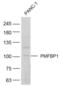 Polyamine Modulated Factor 1 Binding Protein 1 antibody, orb158179, Biorbyt, Western Blot image 