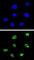 Tumor Protein P73 antibody, abx034143, Abbexa, Western Blot image 