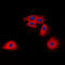 Claudin 6 antibody, LS-C354621, Lifespan Biosciences, Immunofluorescence image 