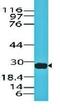 TAG-72 antibody, orb388040, Biorbyt, Western Blot image 