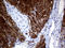 Anoctamin 1 antibody, LS-C793854, Lifespan Biosciences, Immunohistochemistry paraffin image 