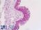Endothelin Receptor Type B antibody, LS-B8981, Lifespan Biosciences, Immunohistochemistry frozen image 