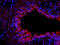 Occludin antibody, orb185667, Biorbyt, Immunofluorescence image 