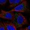 Espin antibody, NBP2-55817, Novus Biologicals, Immunofluorescence image 