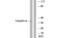 Taste 2 Receptor Member 14 antibody, MBS5301109, MyBioSource, Western Blot image 