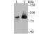 Minichromosome Maintenance Complex Component 5 antibody, NBP2-75570, Novus Biologicals, Western Blot image 