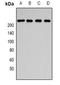 Structural Maintenance Of Chromosomes Flexible Hinge Domain Containing 1 antibody, orb341256, Biorbyt, Western Blot image 