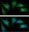 Heme Oxygenase 1 antibody, GTX57699, GeneTex, Immunofluorescence image 