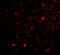 Formin Binding Protein 1 Like antibody, 4373, ProSci Inc, Immunofluorescence image 