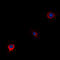 WW Domain Containing Oxidoreductase antibody, abx133023, Abbexa, Western Blot image 