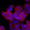 Leucine Rich Repeat Containing G Protein-Coupled Receptor 4 antibody, MAB7750, R&D Systems, Immunocytochemistry image 