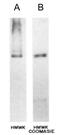 Kininogen 1 antibody, GTX21005, GeneTex, Western Blot image 