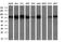 Bone Morphogenetic Protein 1 antibody, NBP2-46579, Novus Biologicals, Western Blot image 