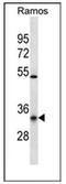 Olfactory Receptor Family 10 Subfamily G Member 9 antibody, AP53006PU-N, Origene, Western Blot image 