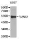 RUNX Family Transcription Factor 1 antibody, abx127040, Abbexa, Western Blot image 