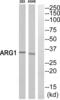 Arginase 1 antibody, abx014206, Abbexa, Western Blot image 