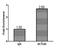 Actin Like 6A antibody, LS-C375132, Lifespan Biosciences, Chromatin Immunoprecipitation image 