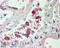 Lysophospholipase Like 1 antibody, 46-683, ProSci, Western Blot image 