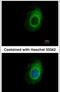 Eukaryotic Translation Termination Factor 1 antibody, PA5-28784, Invitrogen Antibodies, Immunofluorescence image 