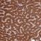 Coenzyme Q5, Methyltransferase antibody, PA5-61988, Invitrogen Antibodies, Immunohistochemistry frozen image 