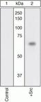 SRC-1 antibody, 44-656G, Invitrogen Antibodies, Western Blot image 