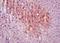 Ciliary Neurotrophic Factor antibody, orb10433, Biorbyt, Immunohistochemistry paraffin image 