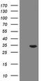 RAB20, Member RAS Oncogene Family antibody, TA505094S, Origene, Western Blot image 