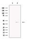 MAFbx antibody, GTX00810, GeneTex, Western Blot image 