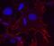 Integrin Subunit Alpha 11 antibody, AF6498, R&D Systems, Immunofluorescence image 