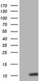 Oxytocin antibody, NBP2-46308, Novus Biologicals, Western Blot image 