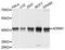 Adhesion Regulating Molecule 1 antibody, abx003352, Abbexa, Western Blot image 