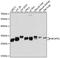 B Cell Receptor Associated Protein 31 antibody, 22-664, ProSci, Immunofluorescence image 