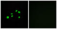 Collagen Type XXIII Alpha 1 Chain antibody, abx013966, Abbexa, Western Blot image 