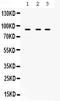 AFG3 Like Matrix AAA Peptidase Subunit 2 antibody, PB9915, Boster Biological Technology, Western Blot image 