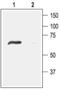 Acid Sensing Ion Channel Subunit Family Member 4 antibody, PA5-77731, Invitrogen Antibodies, Western Blot image 