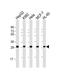 Phosphomannomutase 2 antibody, 60-261, ProSci, Western Blot image 