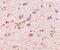 DLG Associated Protein 1 antibody, PA5-20531, Invitrogen Antibodies, Immunohistochemistry frozen image 