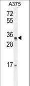 Pseudouridine Synthase Like 1 antibody, LS-C162330, Lifespan Biosciences, Western Blot image 