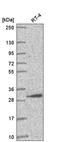 AMMECR1 Like antibody, HPA057234, Atlas Antibodies, Western Blot image 
